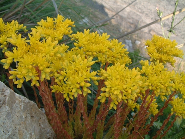 Un po'' di Sedum